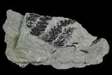 Pennsylvanian Fossil Fern (Lyginopteris) - Alabama #112755-1